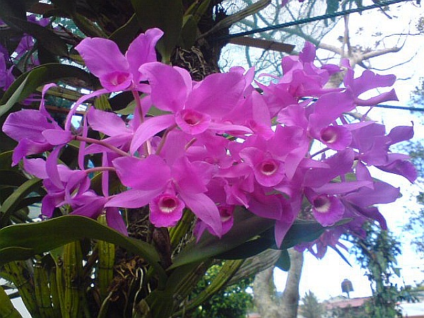 Guaria morada, orchid, the National Flower of Costa Rica (photo from Wikimedia Commons)