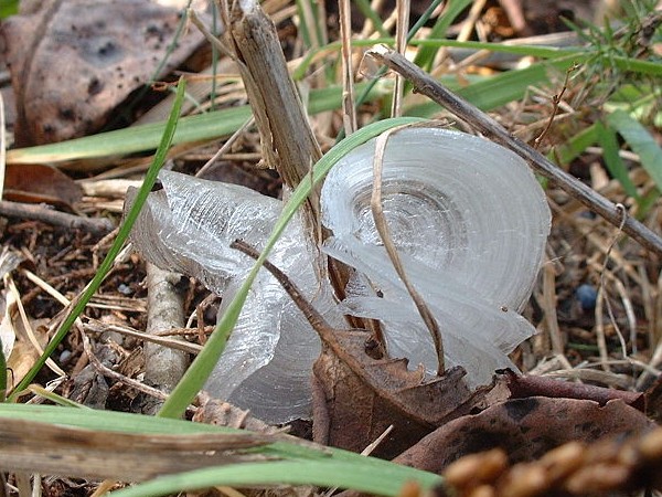 Frost flower in Sheperherdsville, Kentucky (photo from Wikimedia Commons)