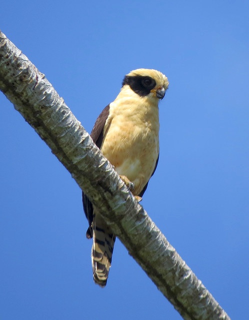 Laughing Falcon, Costa Rica (photo by Bert Dudley)