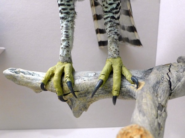 Ornate hawk-eagle legs, Bird Hall, Carnegie Museum (photo by Kate St. John)