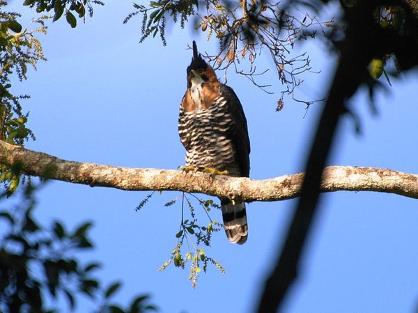 Ornate hawk-eagle (photo from Wikimedia Commons)