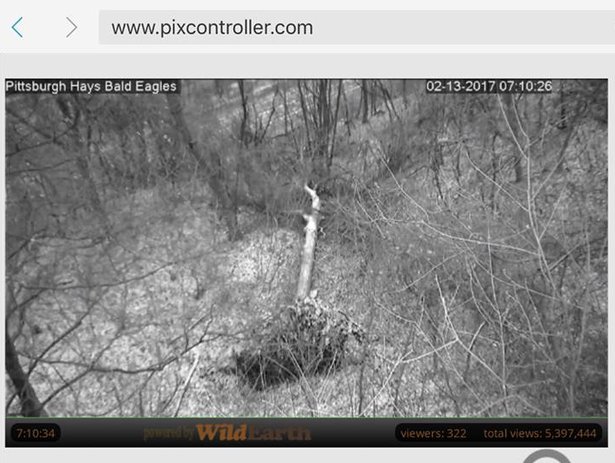 Hays bald eagle nest tree blew over at its root (screenshot from Pixcontroller.com)