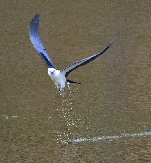 Swallow-tailed kite lifting off from its bath (photo by Jon Goodwill)