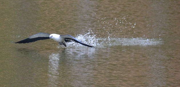 Swallow-tailed kite bathing (photo by Jon Goodwill)