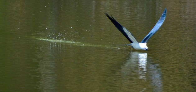 Swallow-tailed kite, bathing (photo by Jon Goodwill)