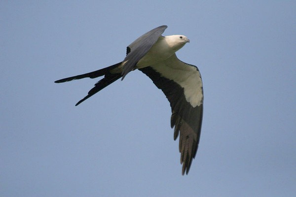 Swallow-tailed kite in flight (photo from Wikimedia Commons)