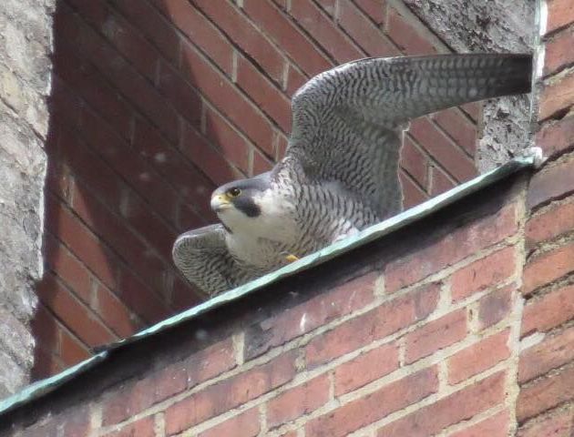 Dori at the Third Ave nest, 3 March 2017 (photo by Lori Maggio)