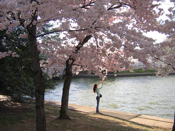 Mild weather during the Cherry Blossom Festival in D.C., 2006 (photo by Andrew Bossi via Wikimedia Commons)