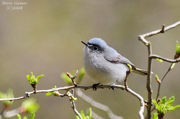 Blue-gray gnatcatcher (photo by Steve Gosser)