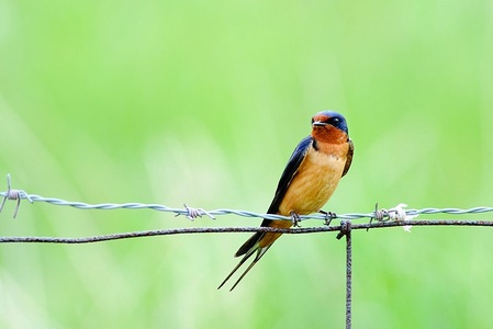 Barn swallow, Ontario, Canada (photo from Wikimedia Commons)