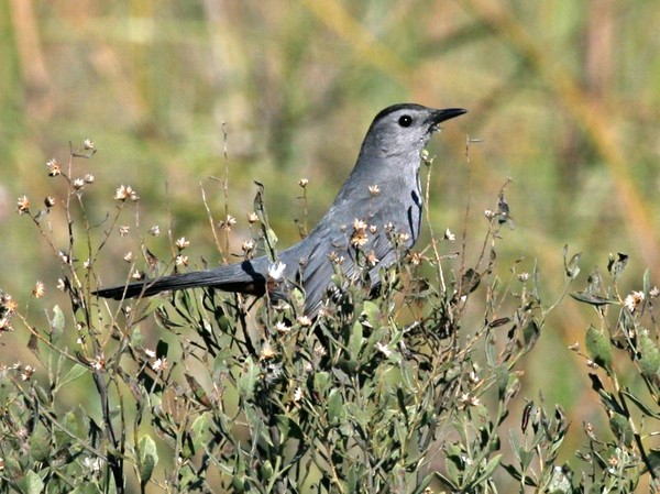 Gray catbird (photo by Chuck Tague)