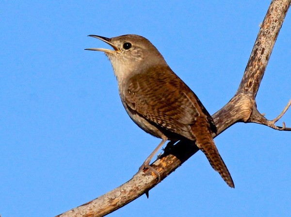 House wren (photo by Chuck Tague)