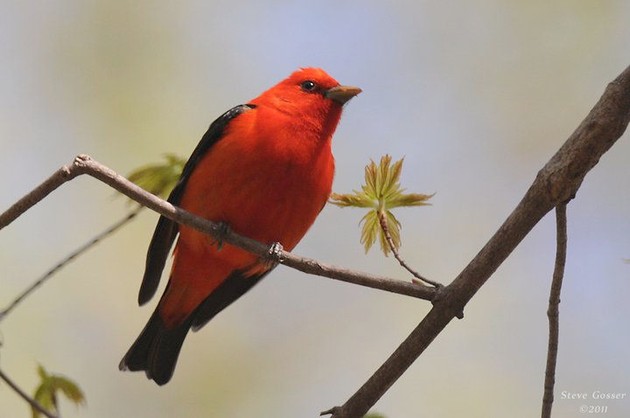 Scarlet tanager, 2011 (photo by Steve Gosser)