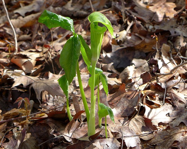 Jack in the pulpit, Schenley Park (photo by Kate St. John)