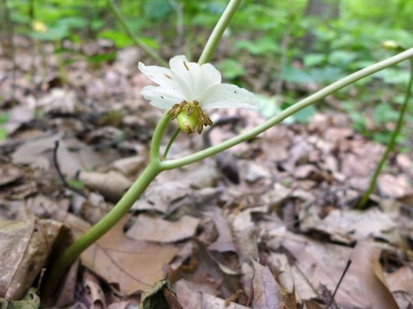 Mayapple flower turning into a May Apple (photo by Kate St. John)