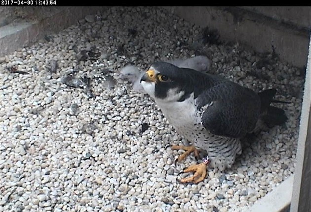 Terzo shows his left foot doesn't feel good, 30 April 2017 (photo from the National Aviary falconcam at Univ of Pittsburgh)