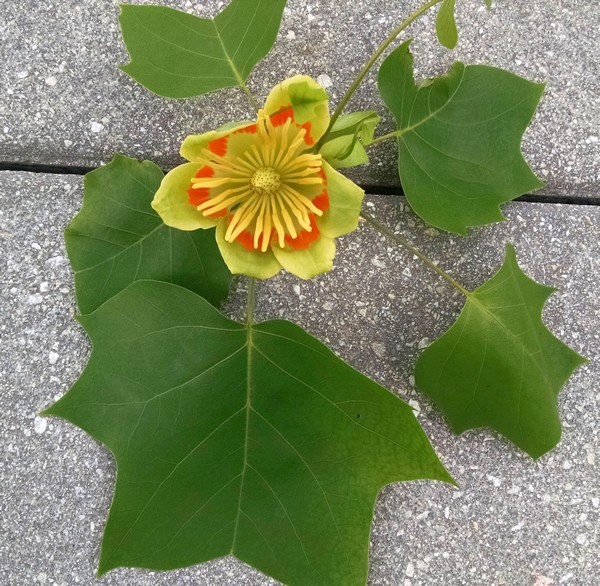 Tulip tree leaves and flower, 2 May 2017 (photo by Kate St. John)