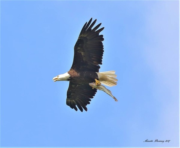 Mother bald eagle carries a fish, apparently to entice H7 (photo by Annette Devinney)