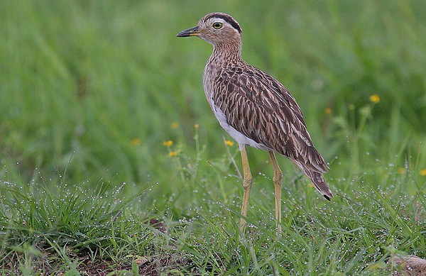 Double-striped thick-knee in Costa Rica (photo by Steve Garvie via Wikimedia Commons)