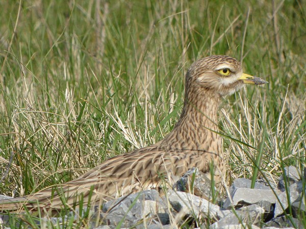 Eurasian stone curlew in France (photo by Pascal Aleixandre via Wikimedia Commons)