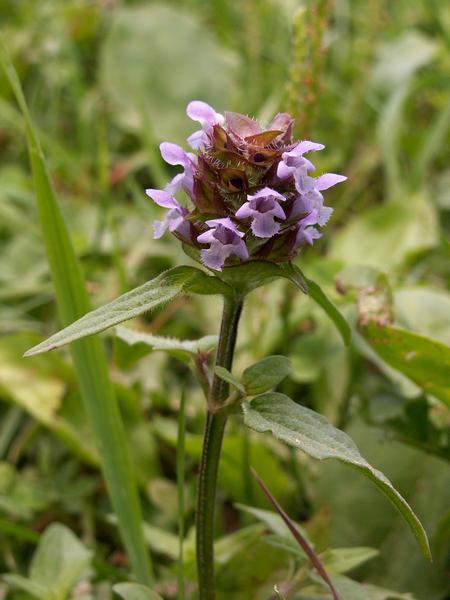 Heal all in bloom (photo from Flora Pittsburghensis, Creative Commons license)