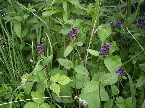 Heal-all plants in bloom, Netherlands (photo from Wikimedia Commons)