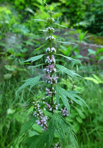 Motherwort plant in Schenley Park, 30 May 2017 (photo by Kate St. John)