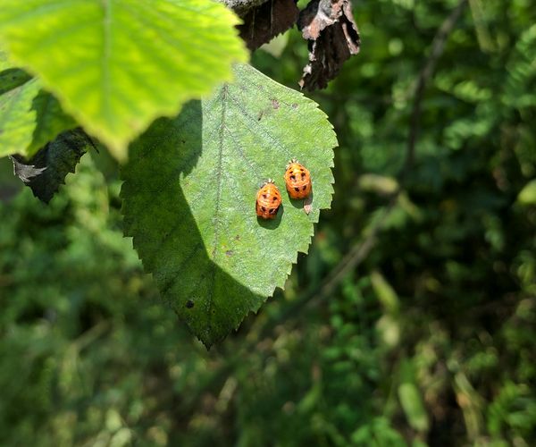 Larvae of brown marmorated stink bugs, 18 June 2017 (photo by Kate St. John)