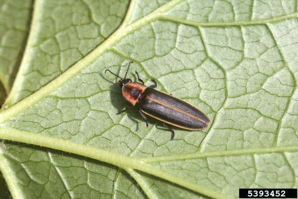 Adult firefly (photo by Whitney Cranshaw, Colorado State University, Bugwood.org)