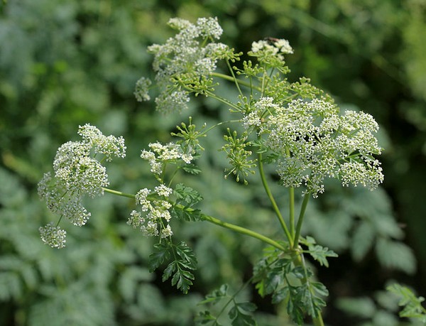 Poison hemlock flowers (photo from Wikimedia Commons)