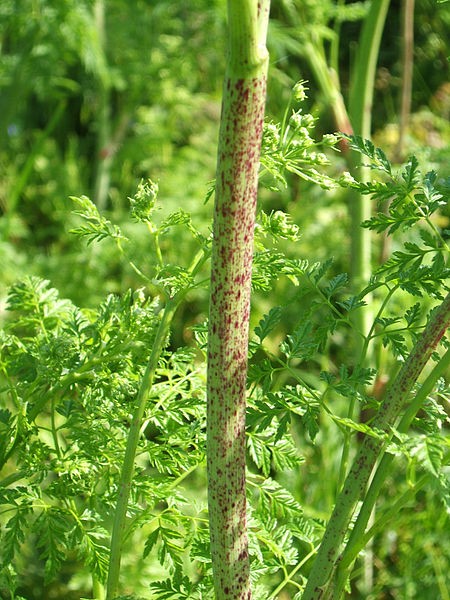 Purple-splotched poison hemlock stem (photo from Wikimedia Commons)