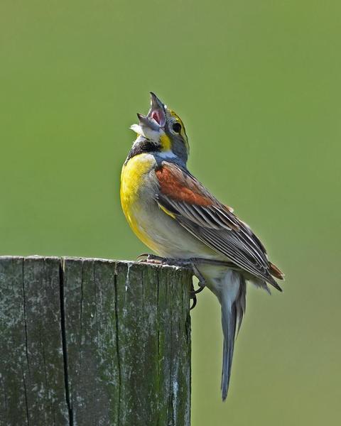 Dickcissel singing in western PA, 10 June 2017 (photo by Anthony Bruno)