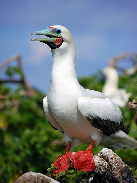 Red-footed booby, Sula sula (photo from Wikimedia Commons)