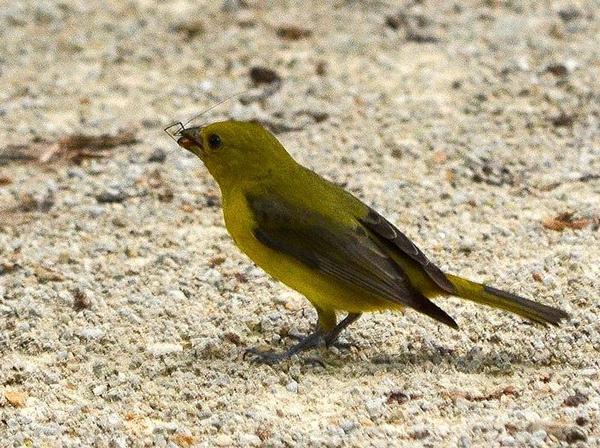 Female scarlet tanager carrying food to feed young (photo from Wikimedia Commons)