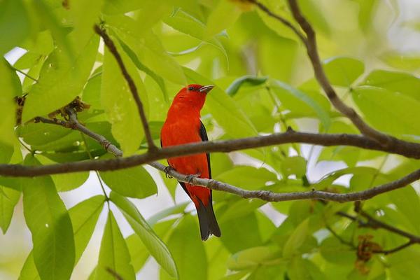 Male scarlet tanager (photo from Wikimedia Commons)