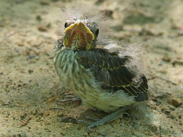 Scarlet tanager nestling (photo by Chuck Tague)