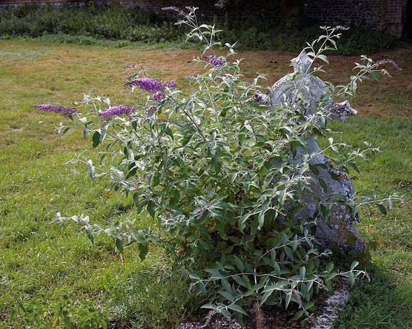 Buddleja -- a.k.a.butterfly bush -- escaped cultivation in the U.K. (photo from Wikimedia Commons)