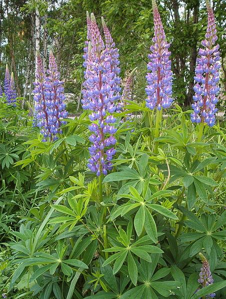 Lupinus polyphyllus (photo from Wikimedia Commons)