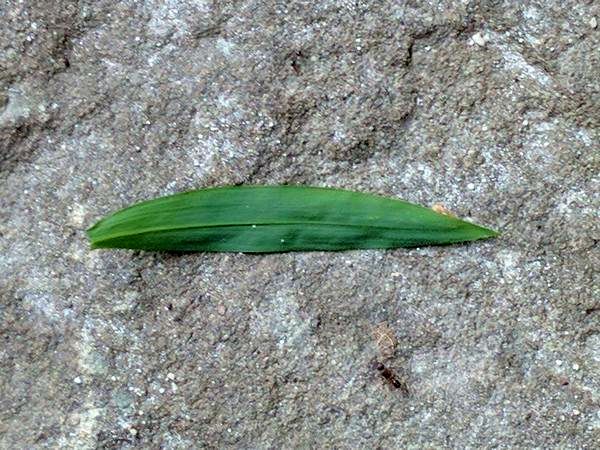 Back of the leaf: Japanese stiltgrass (photo by Kate St.John)