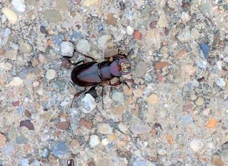 Reddish-brown stag beetle, Pittsburgh, 1 Aug 2017 (photo by Kate St. John)