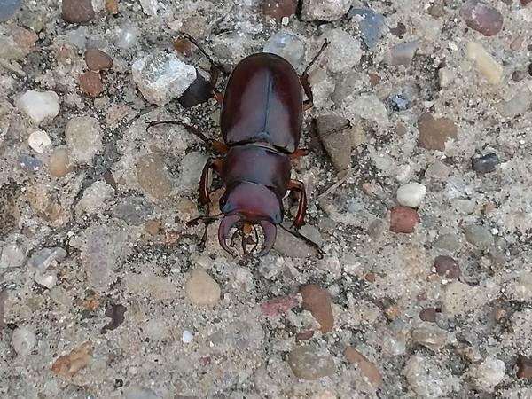 Reddish-brown stag beetle, Pittsburgh, 1 Aug 2017 (photo by Rick St. John)