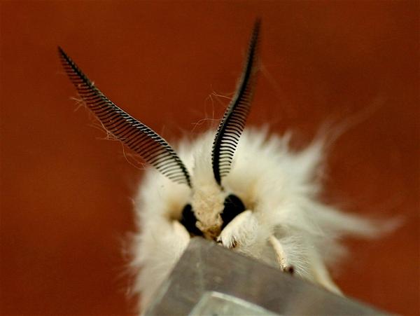 Antennae of an Agreeable Tiger Moth (photo by Chuck Tague)
