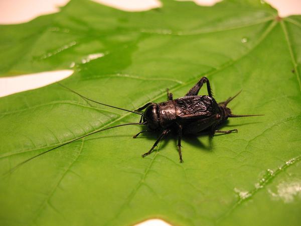 Male fall field cricket (photo from Wikimedia Commons)