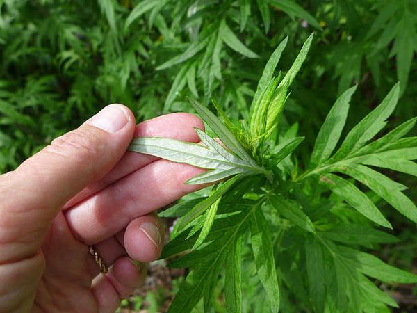 Mugwort leaves are white underneath (photo by Kate St. John)