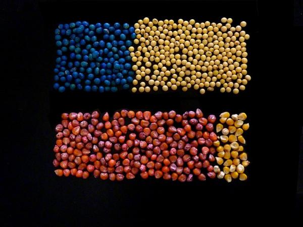 Treated soybean seeds (blue), versus untreated soybean seeds at the top. Treated corn seeds (red) versus untreated corn seeds at the bottom. (Image: Ian Grettenberger / Penn State. Courtesy Penn State News)