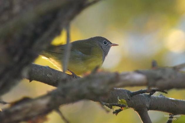 Connecticut warbler in western PA, September 2013 (photo by Steve Gosser)