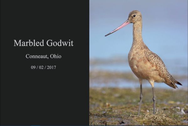 Marbled godwit (screenshot of video by Steve Gosser)