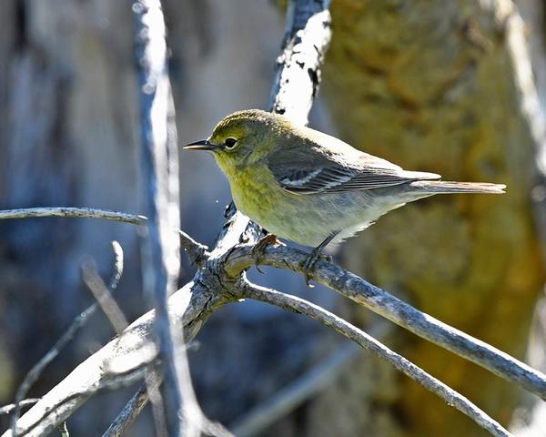 Pine warbler in April (photo by Anthony Bruno)