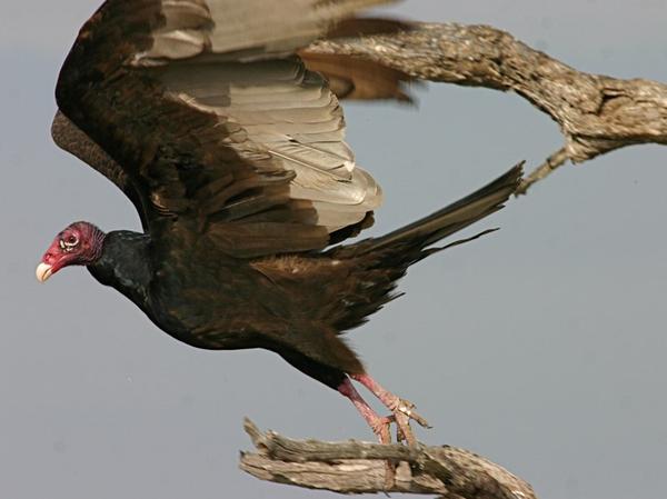 Turkey vulture (photo by Chuck Tague)