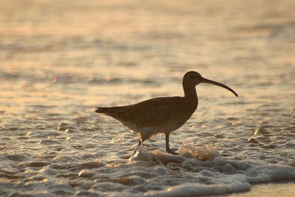 Whimbrel (photo by Arturo Mann from Wikimedia Commons) This is not Hope.